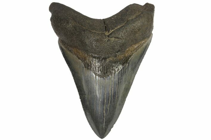 Fossil Megalodon Tooth - Colorful, Glossy Enamel #180984